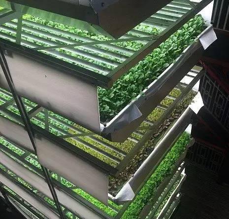 grow light for plant.jpg