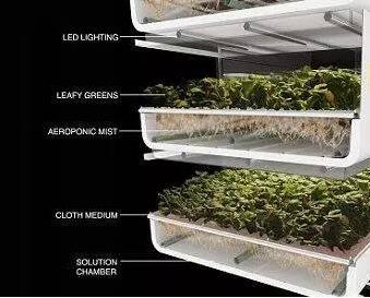 led vegetable light.jpg