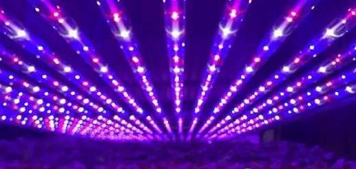 vegetable growth lightjpg.jpg