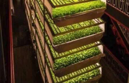 high power growth lamps.jpg